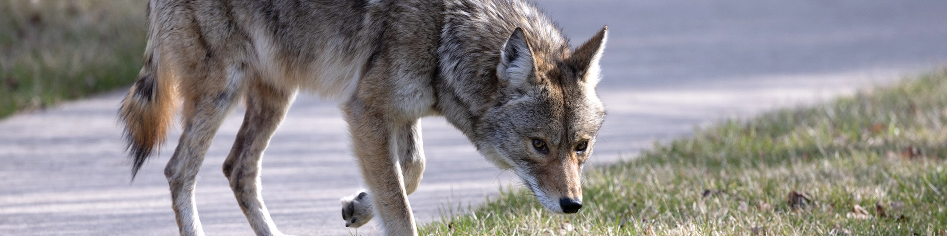 coyote-walking.webp