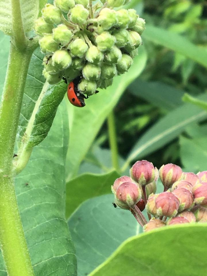 ladybug.jpg
