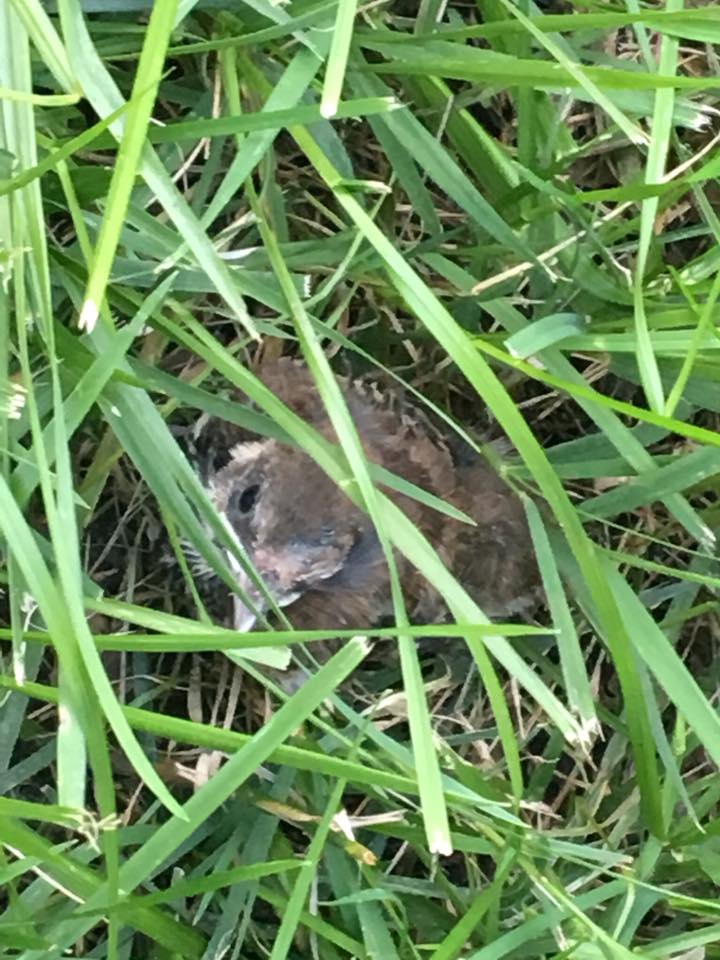 baby bird