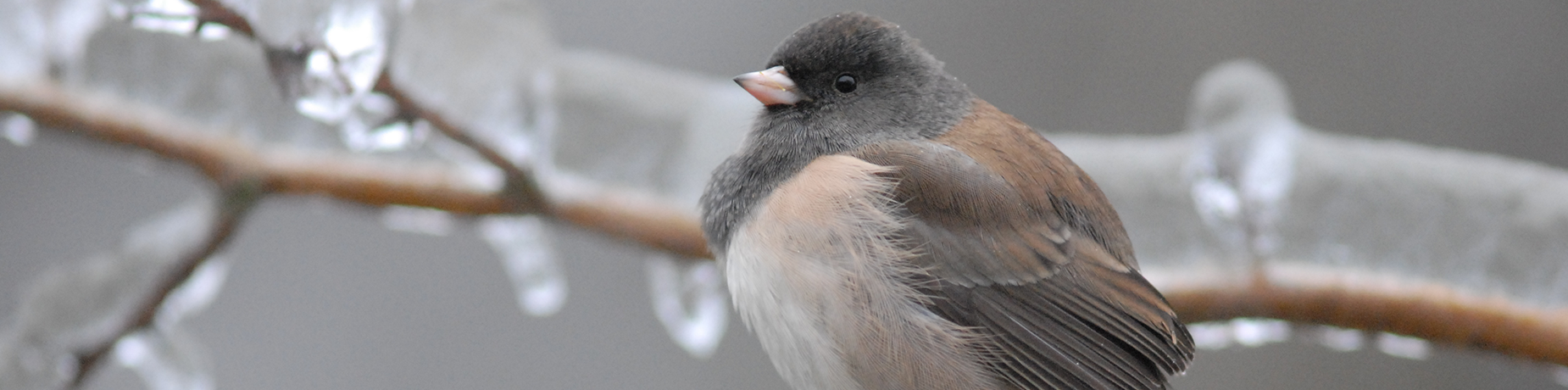 bird on iced branch.webp