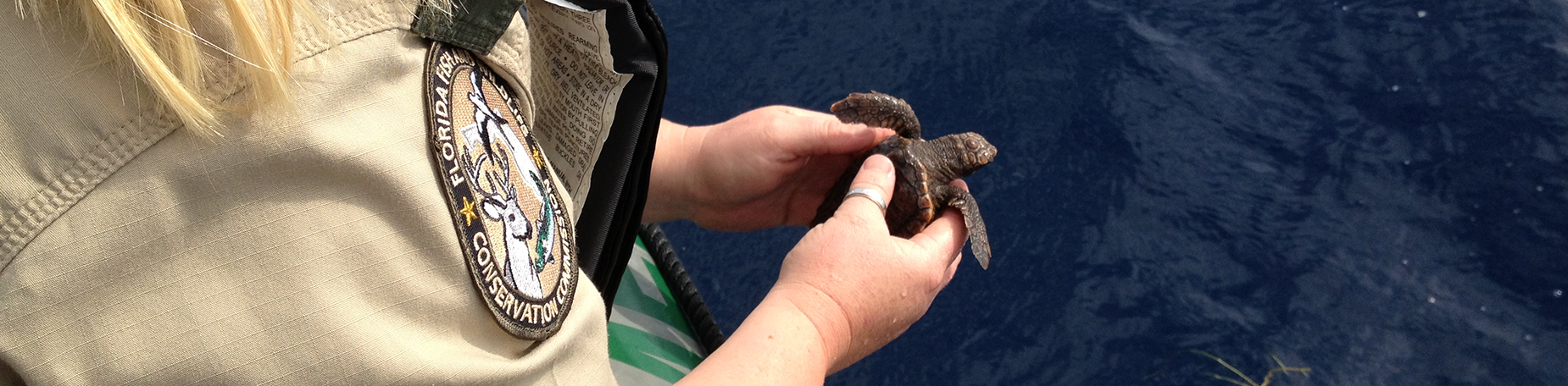 turtle release.webp