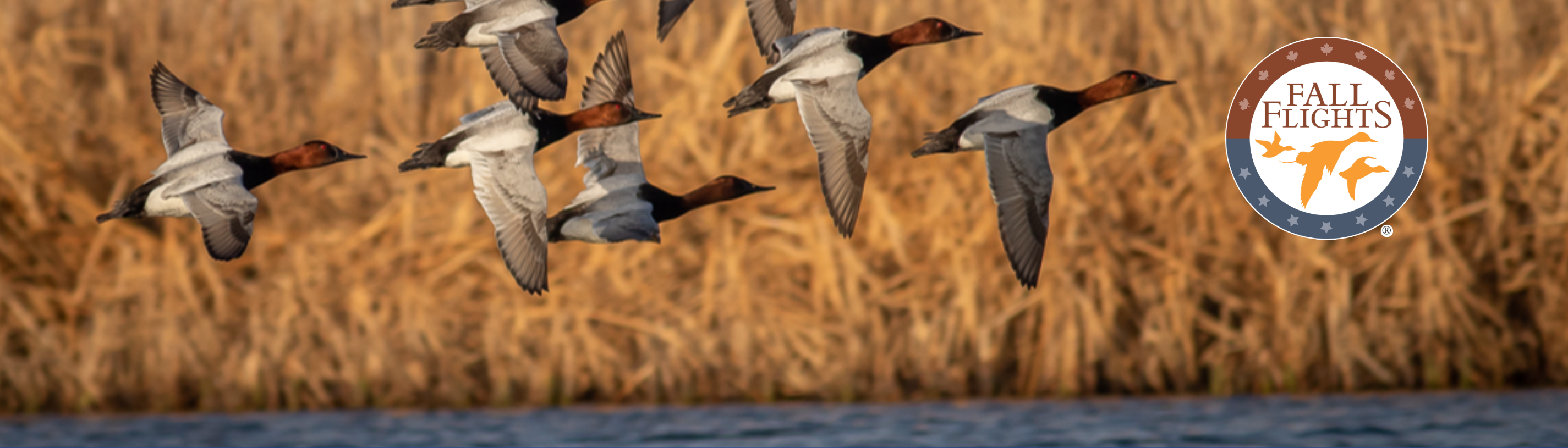 FF bootstrap photo v3.png