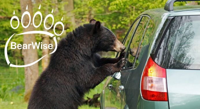 BearWise-bear-at-car-(BW-white-logo)-resized.jpg