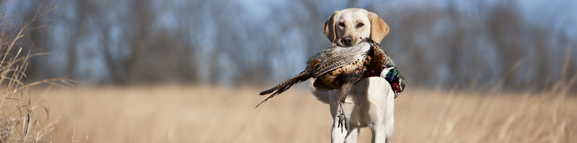 hunting-dog-banner.webp