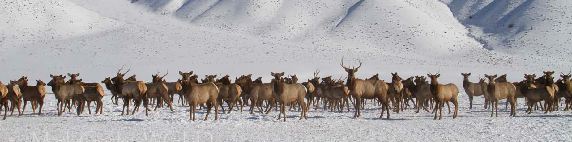 deer herd.webp
