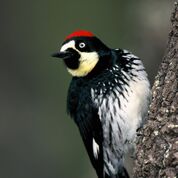 Acorn Woodpecker_AZGF.jpeg