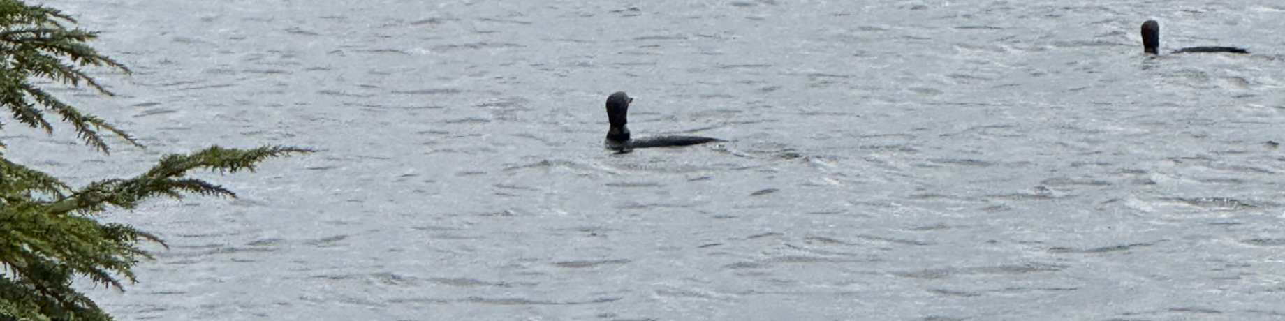 loons-maine.webp