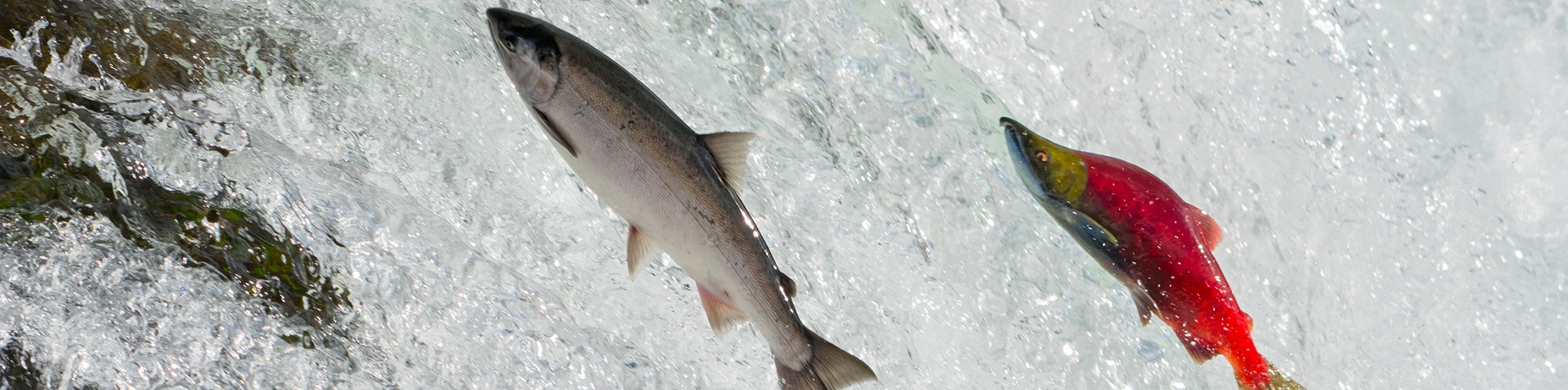 salmon-jumping.webp