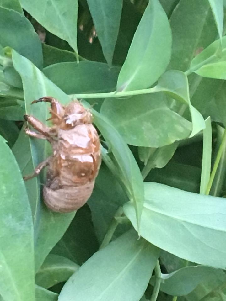 Cicada molt.jpg