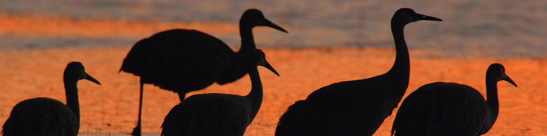 water birds at sunset.webp
