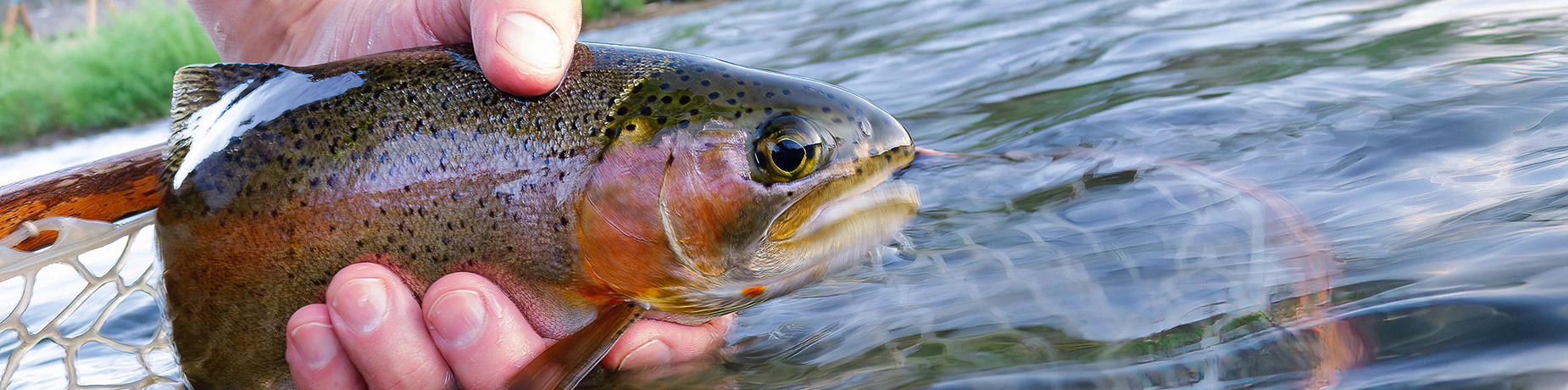 netted-fish.webp