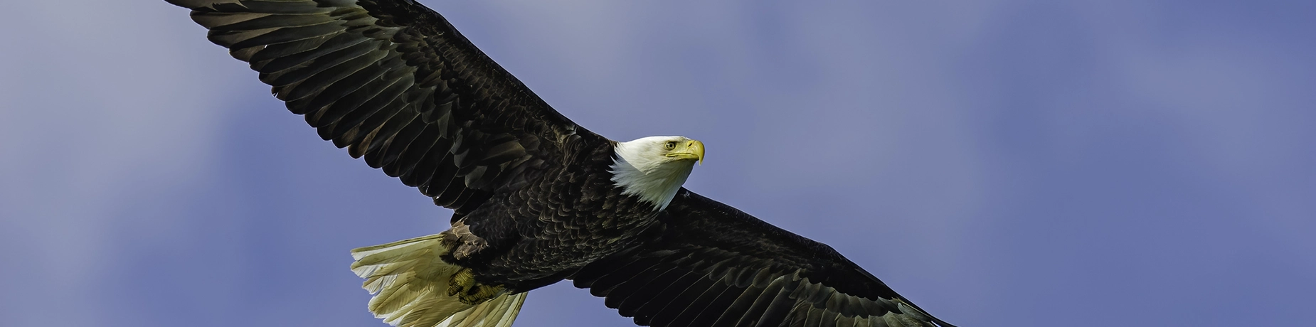 bald-eagle-flying.webp