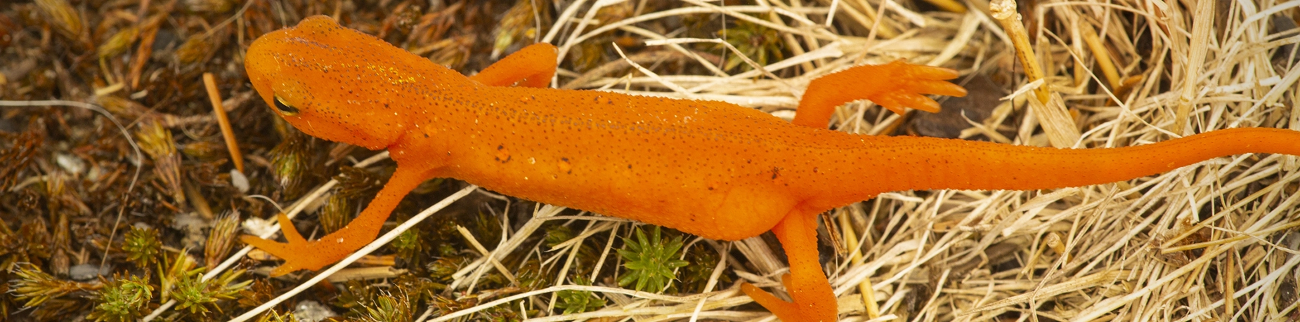 salamander.webp