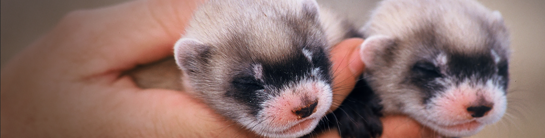 baby-ferret-banner.webp