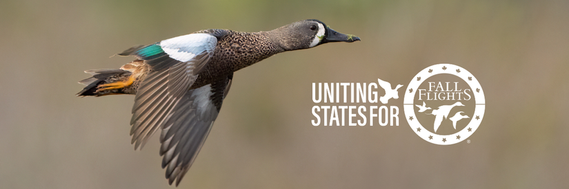 FF bootstraps photo 2 (2).png