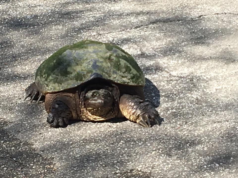 snapping turtle.jpg