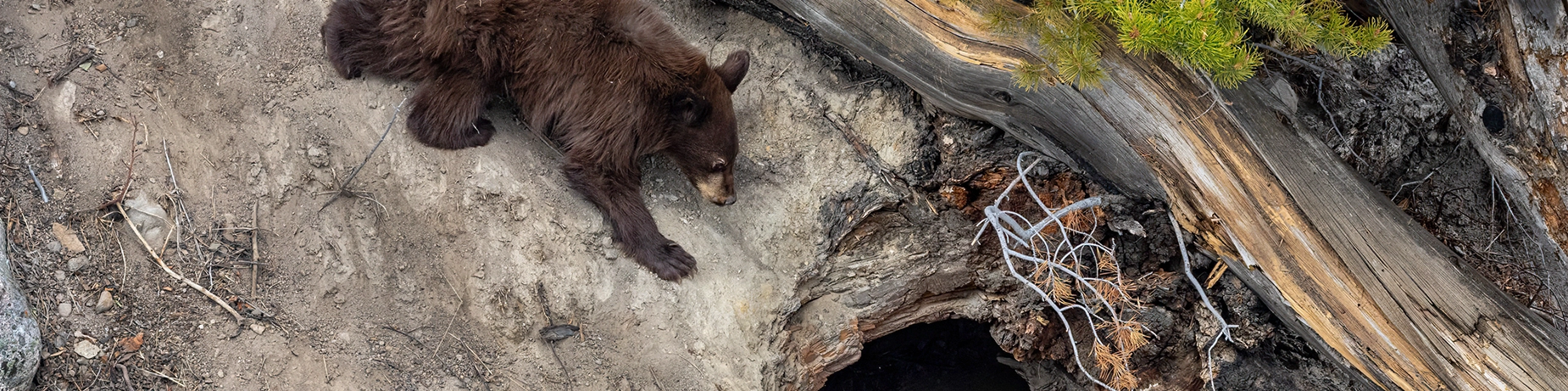 bear den.webp