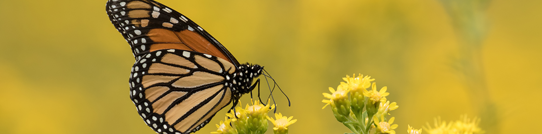 monarch-butterfly-banner.webp