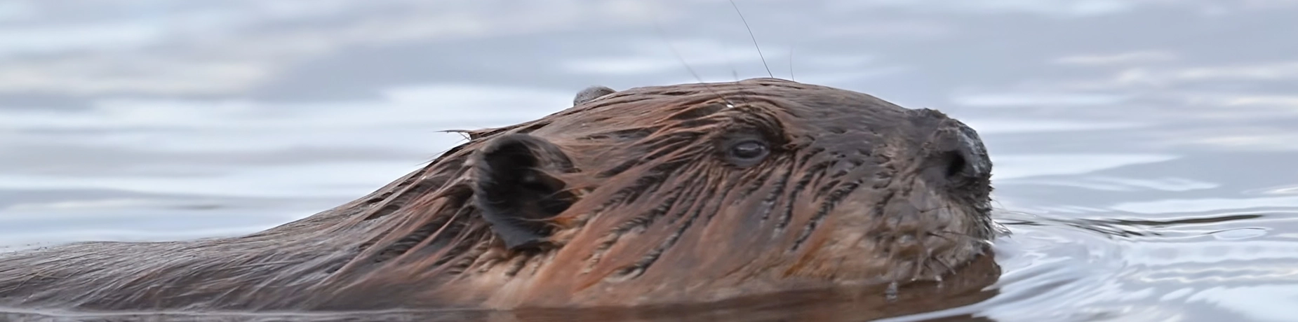 beaver-swimming.webp