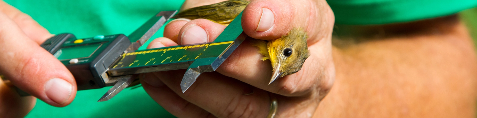 warbler measurement.webp