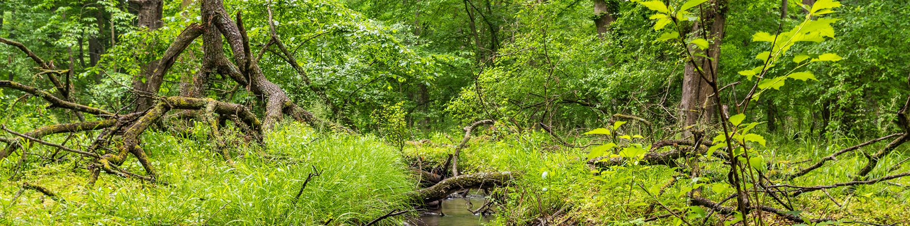 forest-view.webp