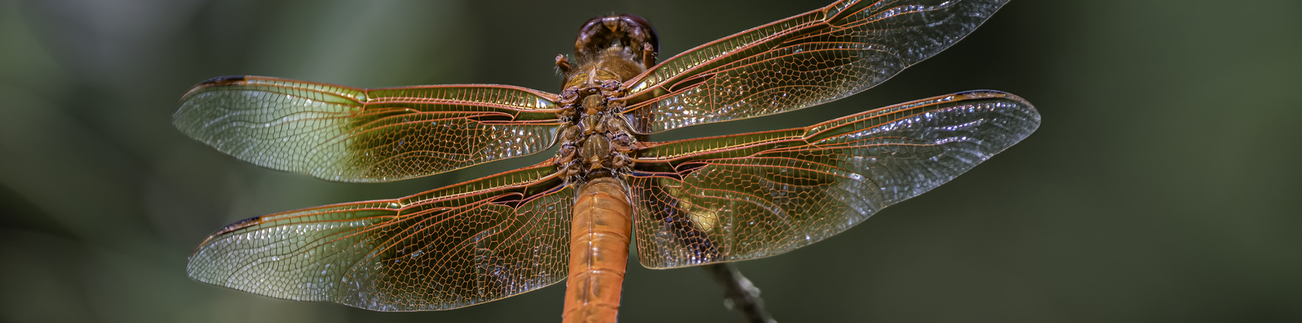 dragonfly-banner.webp