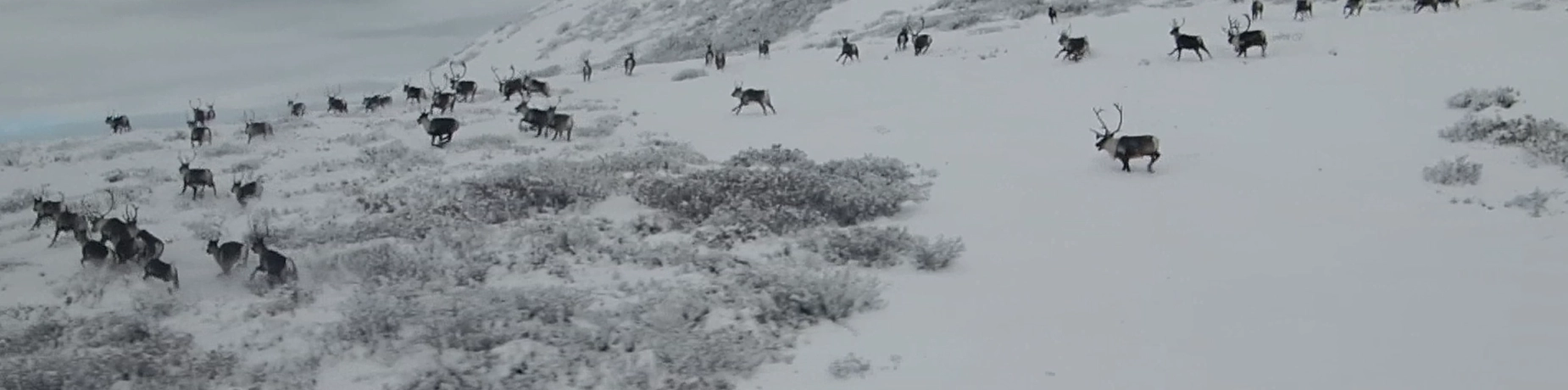 caribou-running-AK-crop.webp